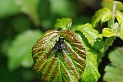 Twin-lobed deerfly - A